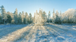 talvinen maisema, puiden lomasta pilkottaa auringonvaloa